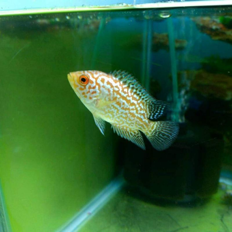 Louhan Kamfa Golden Base size 6 cm