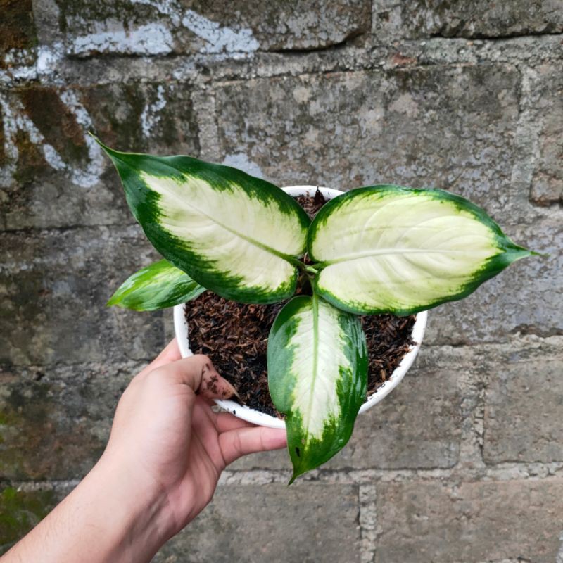 PROMO!! Tanaman Hias Dieffenbachia Milkyway - Tanaman Hias Indoor