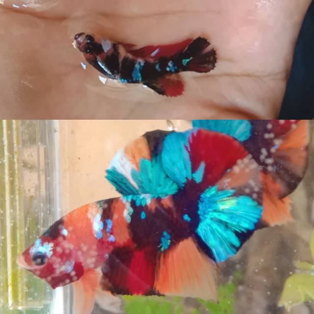 1 pair koi nemo multicolor galaxy