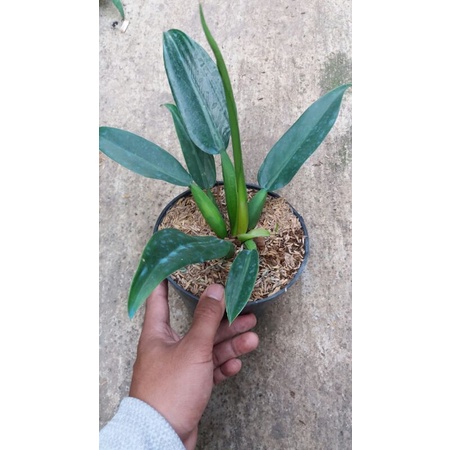 tanaman hias pilo katak remaja