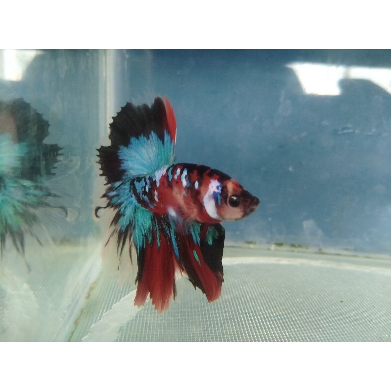 Ikan cupang hias halfmoon multicolour