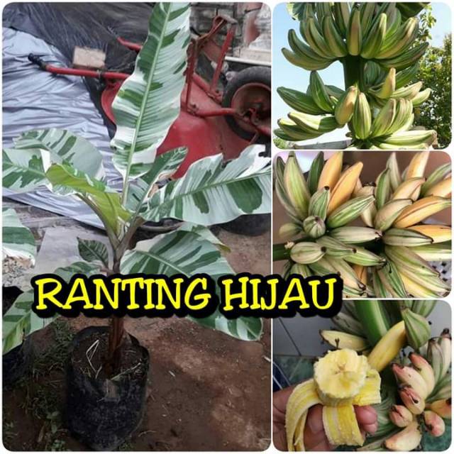 Bibit buah pisang varigata_parigata_farigata super (bibit tanaman)