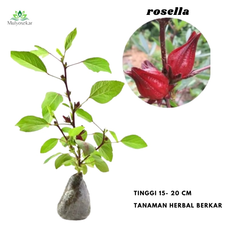 Tanaman hias bunga Rosella - bibit tanaman hias - teh Rosela -bibit hidup bukan biji- Bergaransi