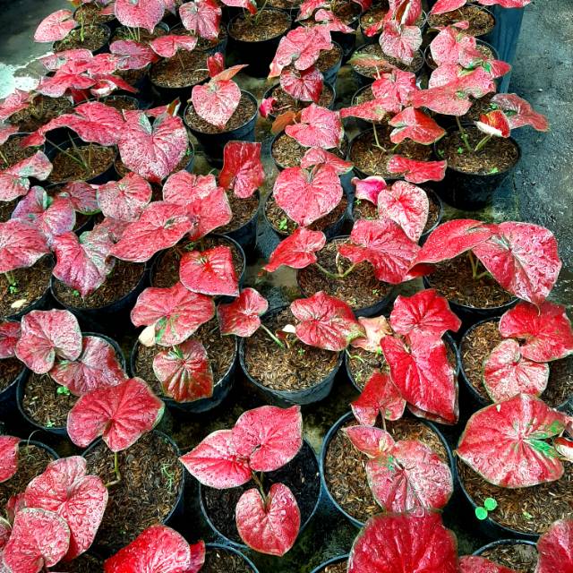 Tanaman Hias Caladium Thailand Red Stardust Bunga Hias Murmer Tanaman Hias Cantik Caladium Import Shopee Indonesia