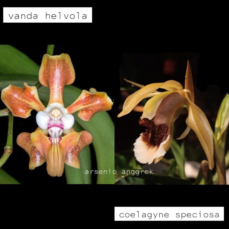 Paket Hemat  Vanda Helvola dan Ceologyne Speciosa