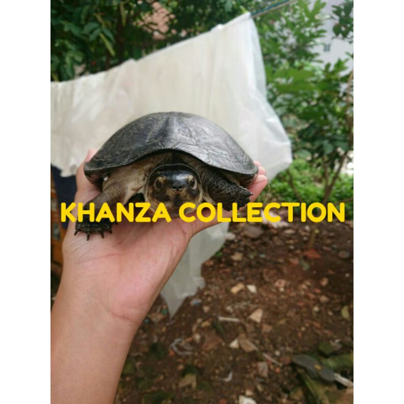 PROMOSI Kura-Kura Pipi Putih/Piput Ukuran Medium (Free Pelet+Daun Ketapang)