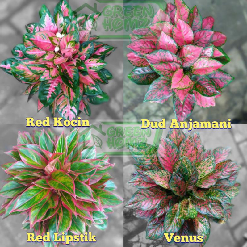 paket 4 macam tanaman aglonema remaja daun 4-6 lembar