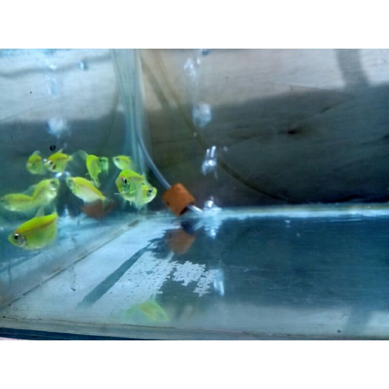 hiasan glofish tetra green