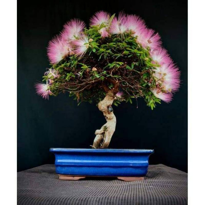 bibit bonsai kaliandra sulimaraja