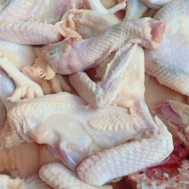 

ayam pejantan 1 ekor
