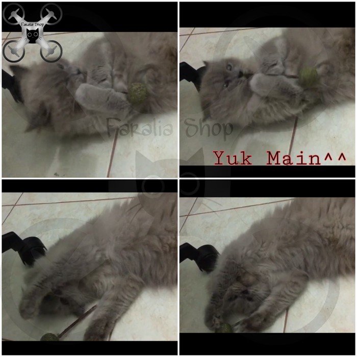 Catnip Lolipop Stik Bola Snack Kucing Mainan Pembersih Gigi Lollipop Loli Lolli Pop Cat Nip Mint