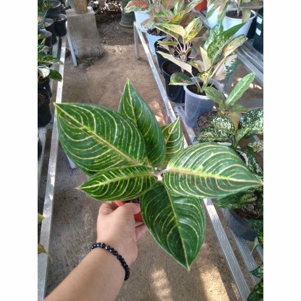 Tanaman hias aglonema QUEEN OF SIAM (QOS) Baby aglonema Queen of siam