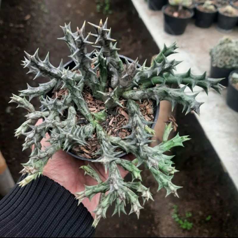 Kaktus Huernia Stapelia Orbea Dummeri | Kaktus Pilih Jenis Potelam Berakar Cluster