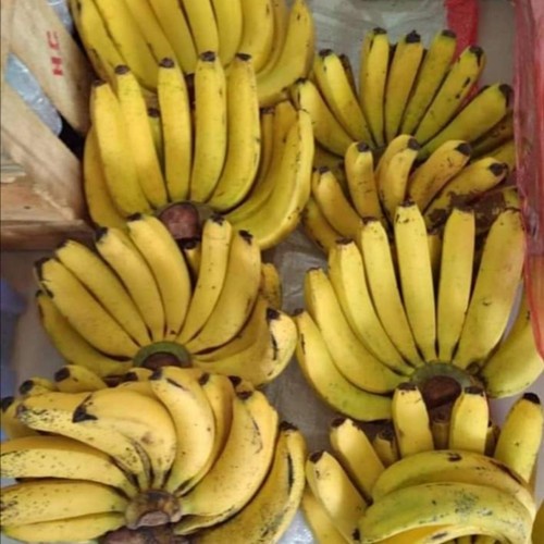 Bibit Pisang Ambon Kuning Super