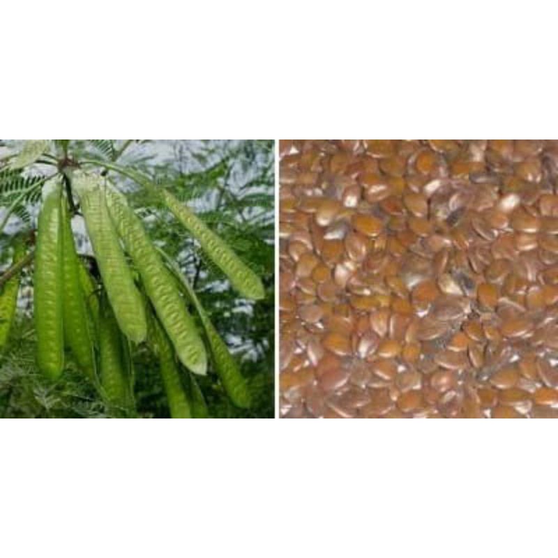 promo murah 1 kg biji benih petai cina atau lamtoro siap tanam atau bahan campuran kopi dan masakan