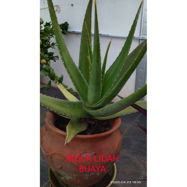 TANAMAN  LIDAH BUAYA KALIMANTAN , ALOE VERA