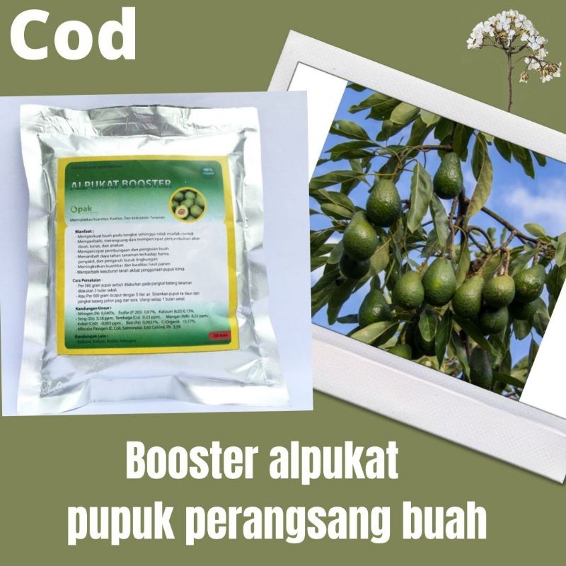 Pupuk Boster Buah Alpukat-Pupuk Perangsang Buah Alpukat