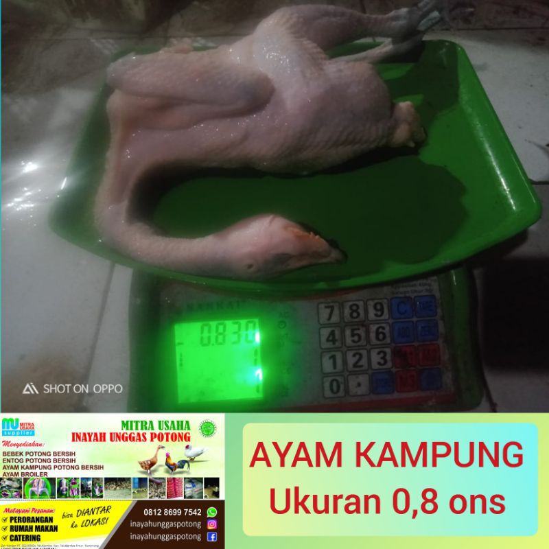 

AYAM KAMPUNG POTONG BERSIH (ukuran 8ons)