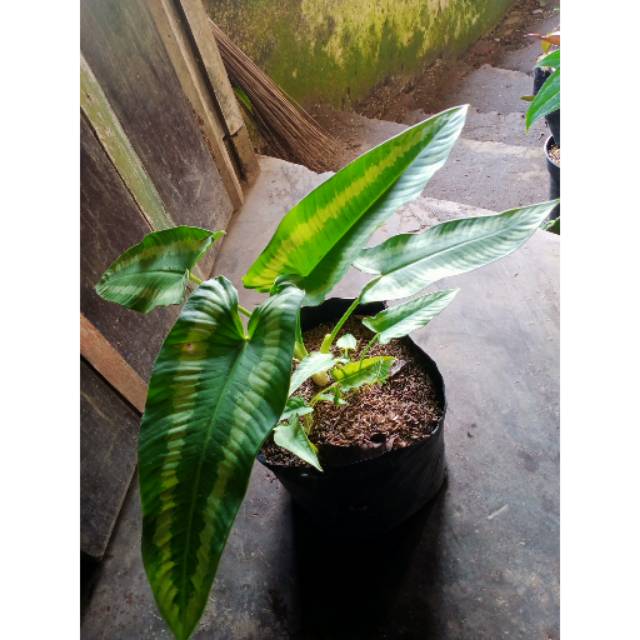 Tanaman hias homalomena andromeda