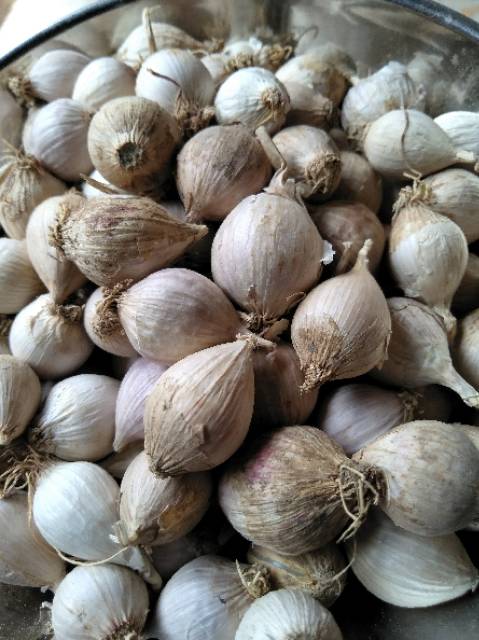 

Bawang putih lanang (LOKAL) SUPER