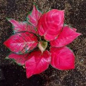 aglonema red anjamani jumbo