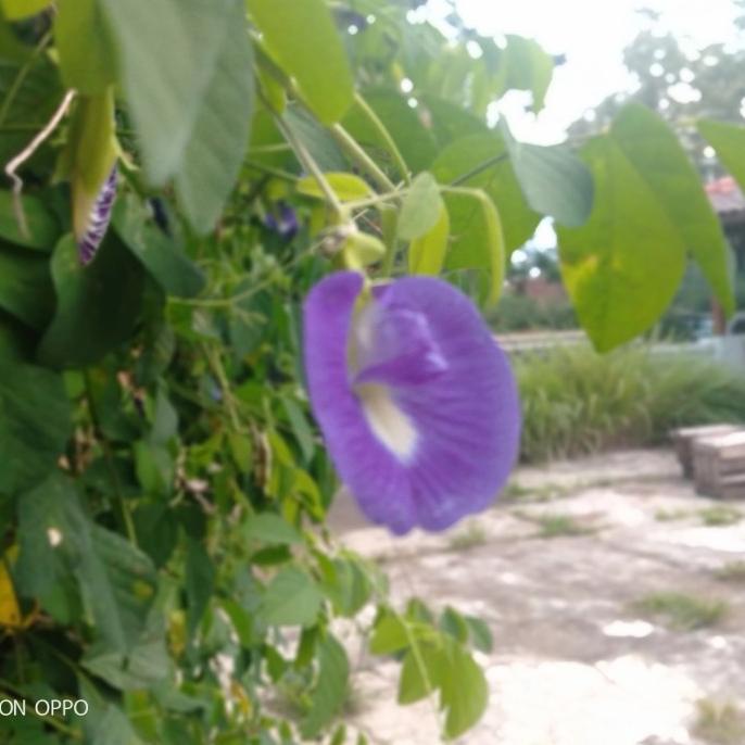 

Bisa Bayar Ditempat Butterfly Pea Flower Tea Termurah Kode 51