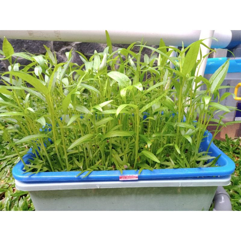 

Kit Kangkung Hidroponik