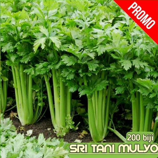√COD] 200 Biji - Benih Seledri Import / Celery Cut Green F1 / Bibit Sayur sayuran / Hidroponik /biji