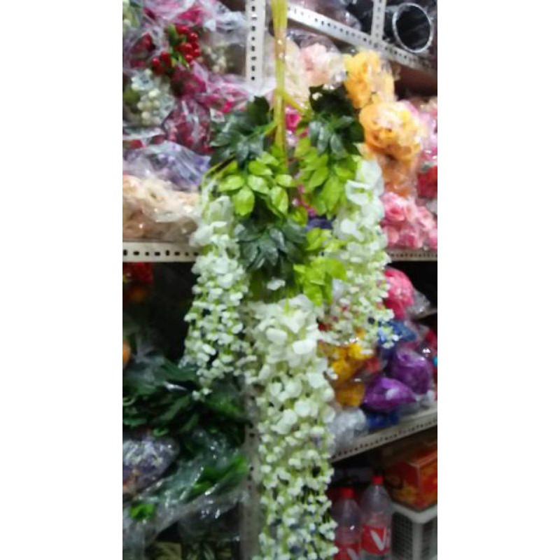 Wisteria Putih Dekorasi / Wisteria Dekorasi