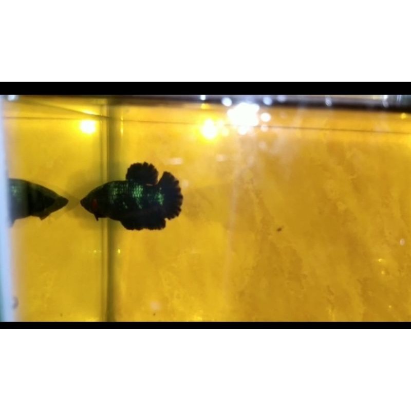 cupang hias jenis avatar gordon