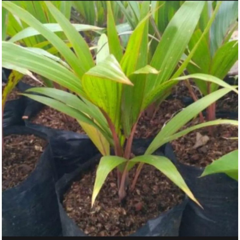 tanaman hias hidup palem merah/pohon palem merah