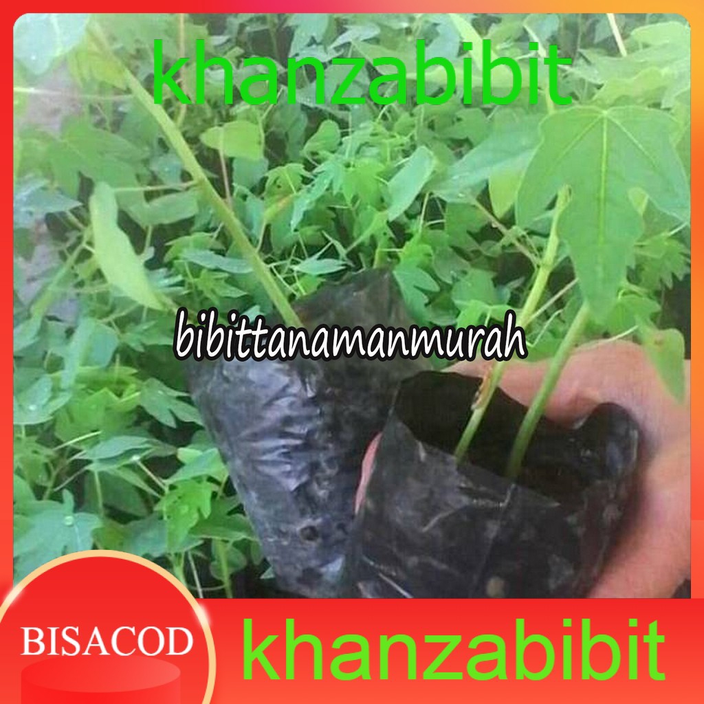 Bibit pepaya calina california