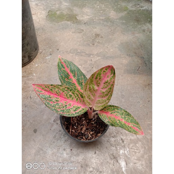 aglaonema kendedes