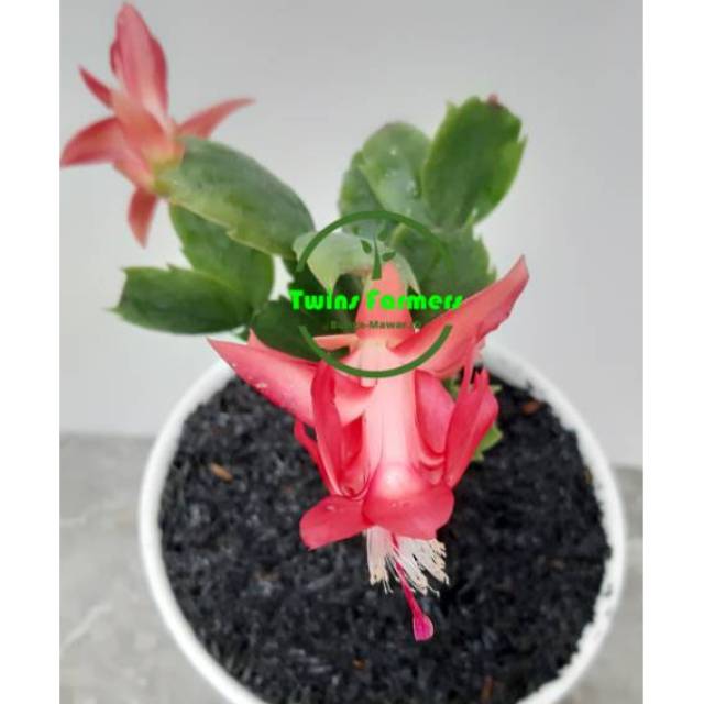 Tanaman Hias Wijaya Kusuma Kepiting Merah / Christmas Cactus Schlumbergera