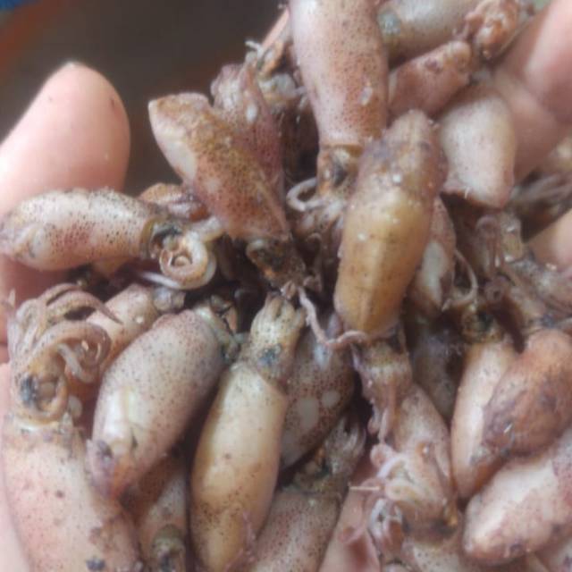 

Cumi kering 250gr
