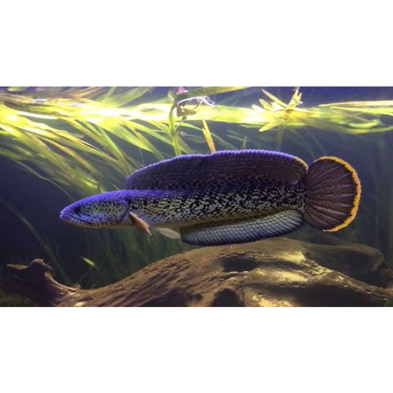 channa stewarti baby 6-7cm fulldot