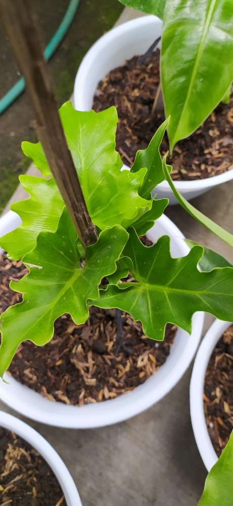 Tanaman Hias Philodendron Jari
