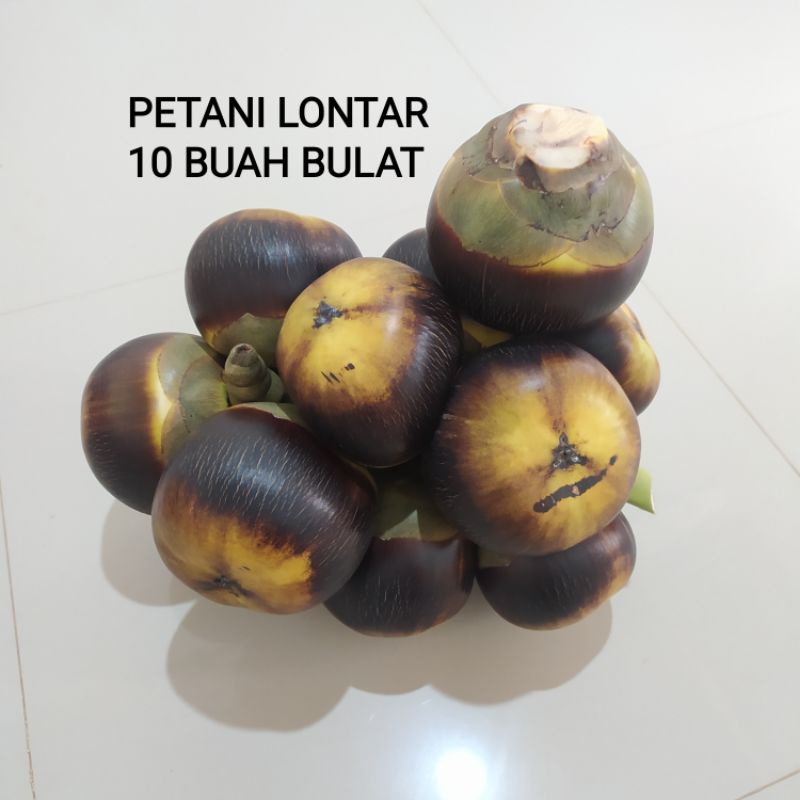 

Buah Lontar Utuh 10 buah bulat+ bonus 1 buah bulat ( isi 30 biji )