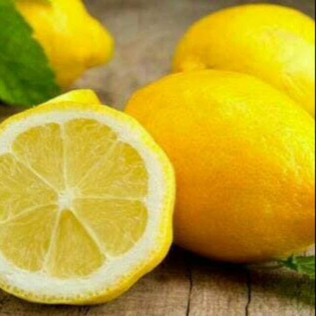 Bibit jeruk lemon tanpa biji