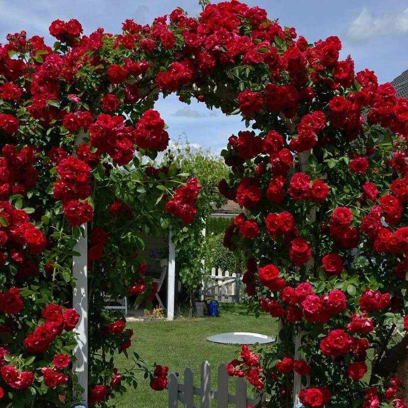 benih BUNGA MAWAR RAMBAT MERAH Red climbing rose isi 2 biji