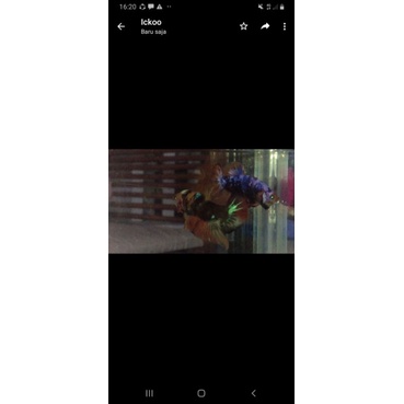 2 ekor CUPANG YELLOW BASE&MULTICOLOUR