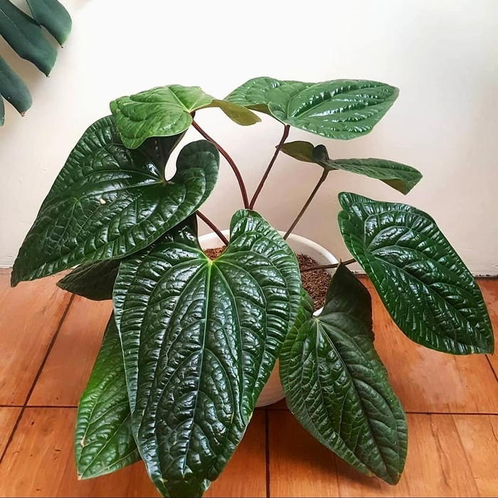 tanaman hias anthurium sirih dewasa