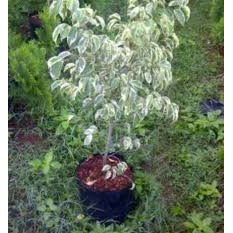 Tanaman Beringin Putih Tinggi 30-40 cm