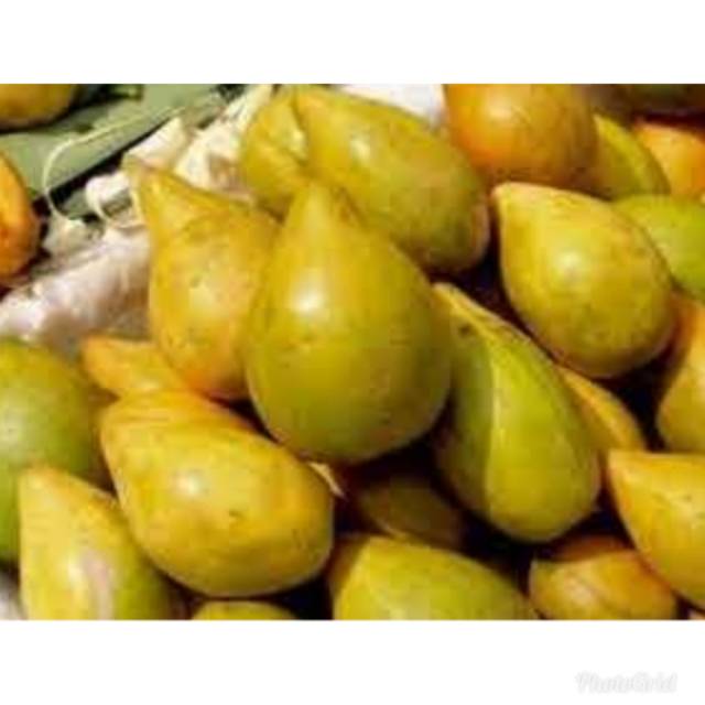 BUAH ALKESA SAWO BELANDA SAWO UBI CAMPOLAY