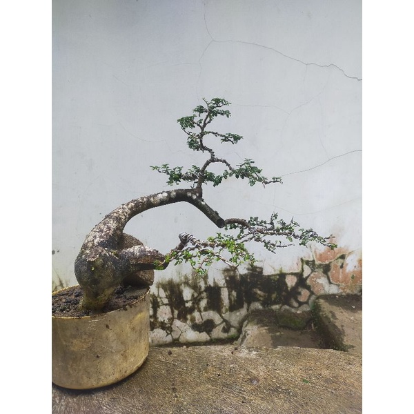 bonsai serut medium subur tinggal pajang