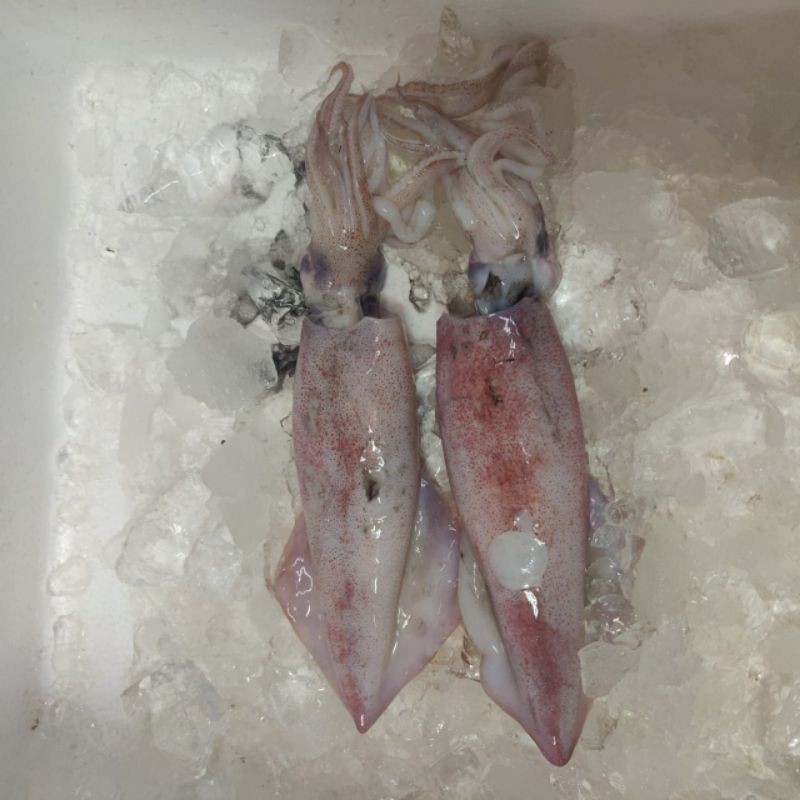 

Cumi Squid Ink