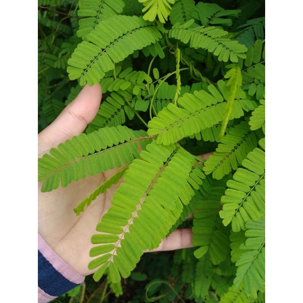 

Daun Segar Saga Manis|Daun Tanaman Rambat|Daun Herbal Saga Manis