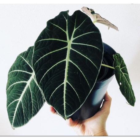 Tanaman Hias Lumbu Keladi Black Velvet Hitam Tengkorak Cocok Untuk di Ruang Tamu