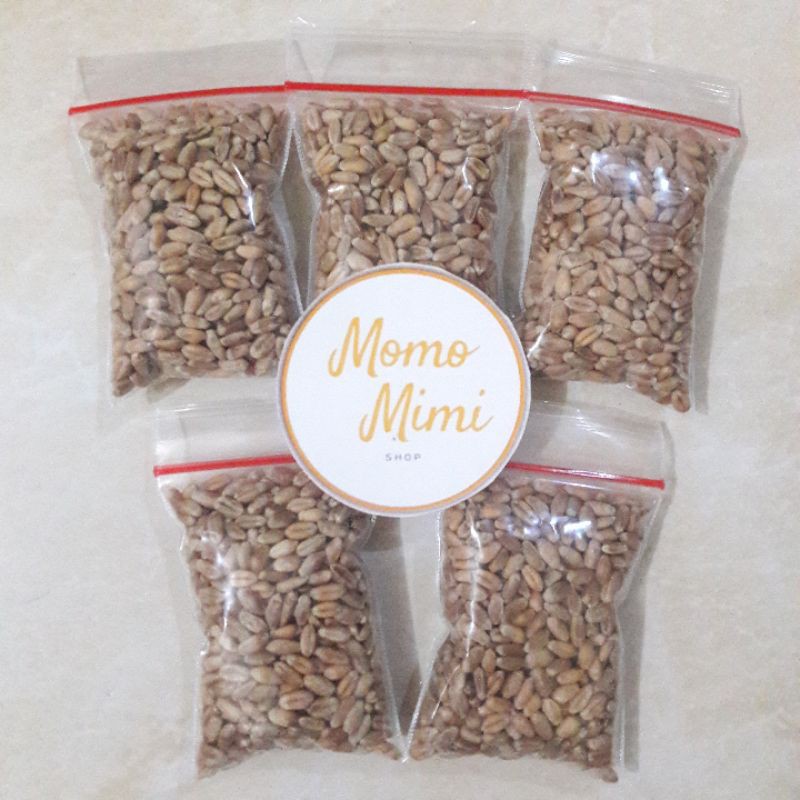 Benih Rumput Gandum (Wheatgrass) 25 gr & 500 gr