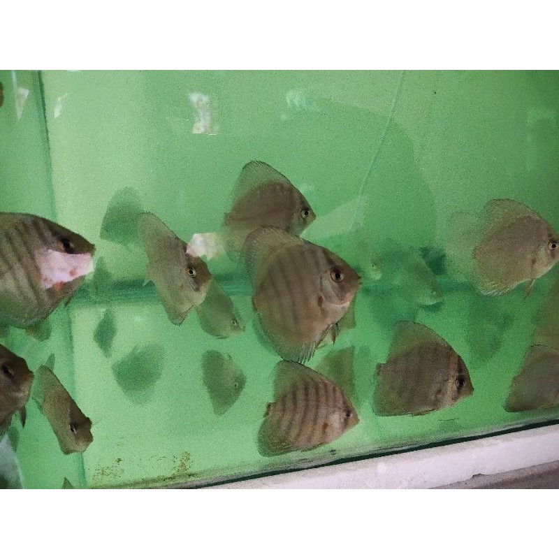 ikan Discus jenis leopard dan lss UK 2,5 inch